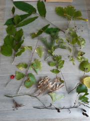 8. nabrane gozdne rastline za herbarij